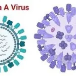 ઈન્ફલ્યુએન્ઝા (Influenza - Flu)