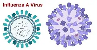 ઈન્ફલ્યુએન્ઝા (Influenza - Flu)