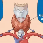 થાઇરોઇડ ગ્રંથિ