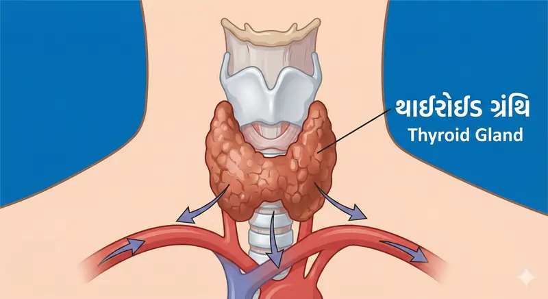 થાઇરોઇડ ગ્રંથિ