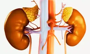 આલ્બ્યુમિન્યુરિયા (Albuminuria)