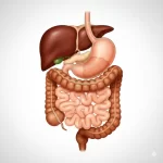 ગેસ્ટ્રોએન્ટેરોલોજી