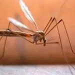 ચિકનગુનિયા (Chikungunya)
