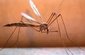 ચિકનગુનિયા (Chikungunya)