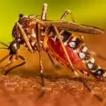 ડેન્ગ્યુ (Dengue)
