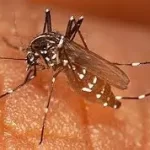 મેલેરિયા (Malaria)