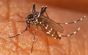 મેલેરિયા (Malaria)