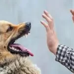 હડકવા (Rabies)