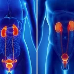 50 વર્ષ પછી પ્રોસ્ટેટ (Prostate) ની સમસ્યા: વારંવાર પેશાબ આવવાના કારણો