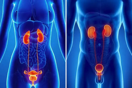50 વર્ષ પછી પ્રોસ્ટેટ (Prostate) ની સમસ્યા: વારંવાર પેશાબ આવવાના કારણો